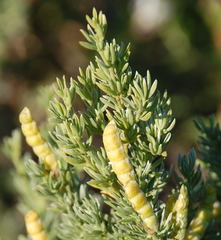 Polhillia obsoleta