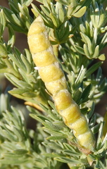 Polhillia obsoleta