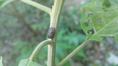 Lineostethus marginellus