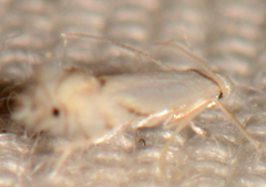 Phyllonorycter lucidicostella