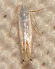 Phyllonorycter lucidicostella