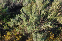 Polhillia obsoleta