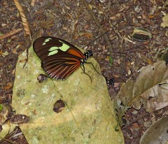 Heliconius burneyi