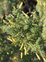 Polhillia obsoleta