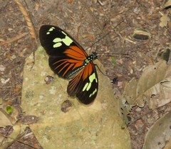 Heliconius burneyi
