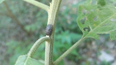 Lineostethus marginellus