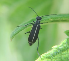 Epicauta cinctipennis