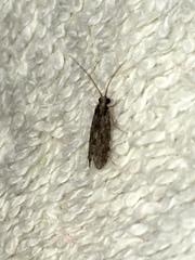 Annulipalpia