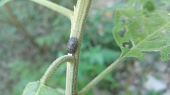 Lineostethus marginellus