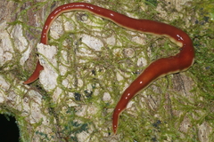 Arthurdendyus testaceus