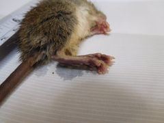 Peromyscus californicus