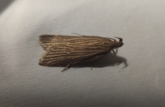 Helcystogramma albinervis