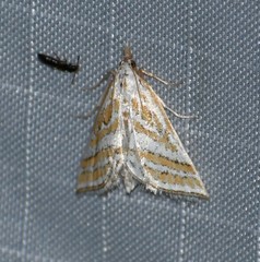 Leptosteges parthenialis