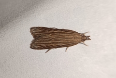 Helcystogramma albinervis