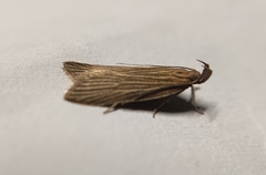 Helcystogramma albinervis