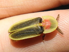 Pleotomus pallens