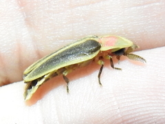 Pleotomus pallens