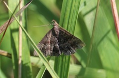 Phalaenostola larentioides