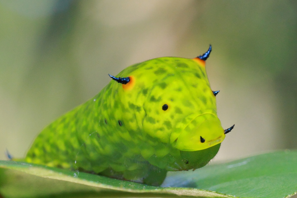统帅青凤蝶（Graphium agamemnon）