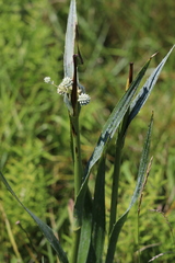Eryngium yuccifolium