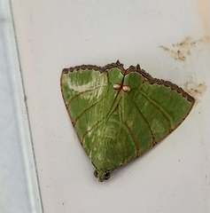 Eulepidotis viridissima