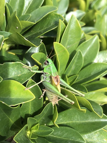 Pyrenean Meadow Bush-cricket