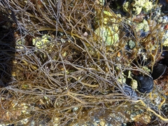 Sargassum muticum