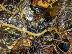 Sargassum muticum