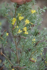 Polhillia obsoleta