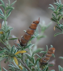 Polhillia obsoleta