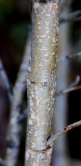 Polhillia obsoleta