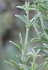 Polhillia obsoleta