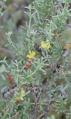 Polhillia obsoleta