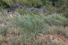 Polhillia obsoleta