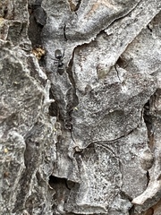Camponotus modoc