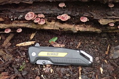 Callistosporium purpureomarginatum