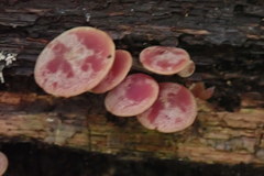 Callistosporium purpureomarginatum