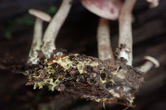 Callistosporium purpureomarginatum