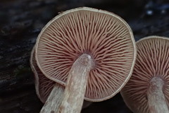 Callistosporium purpureomarginatum