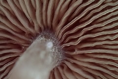 Callistosporium purpureomarginatum