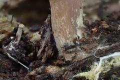 Callistosporium purpureomarginatum