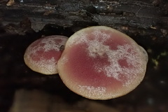 Callistosporium purpureomarginatum