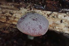 Callistosporium purpureomarginatum