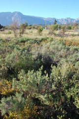 Polhillia obsoleta