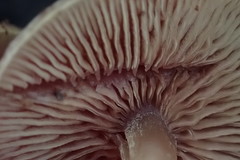 Callistosporium purpureomarginatum