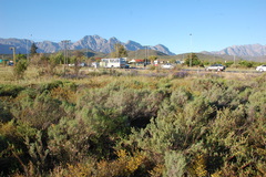Polhillia obsoleta