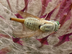 Terellia longicauda