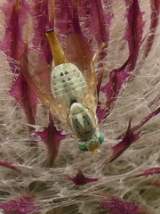 Terellia longicauda