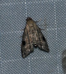 Abablemma brimleyana