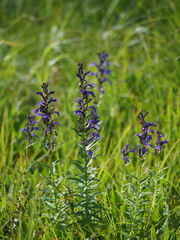 Lobelia sessilifolia